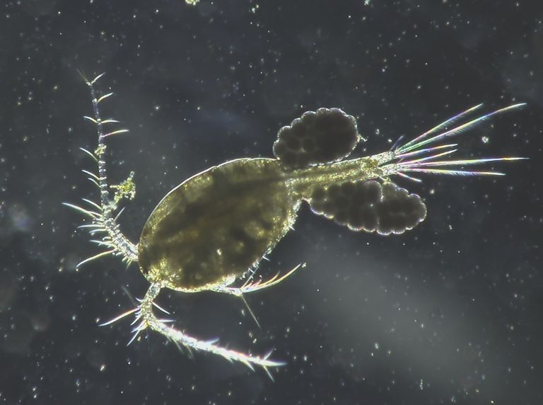 Inspection of an insect showing colour contrast